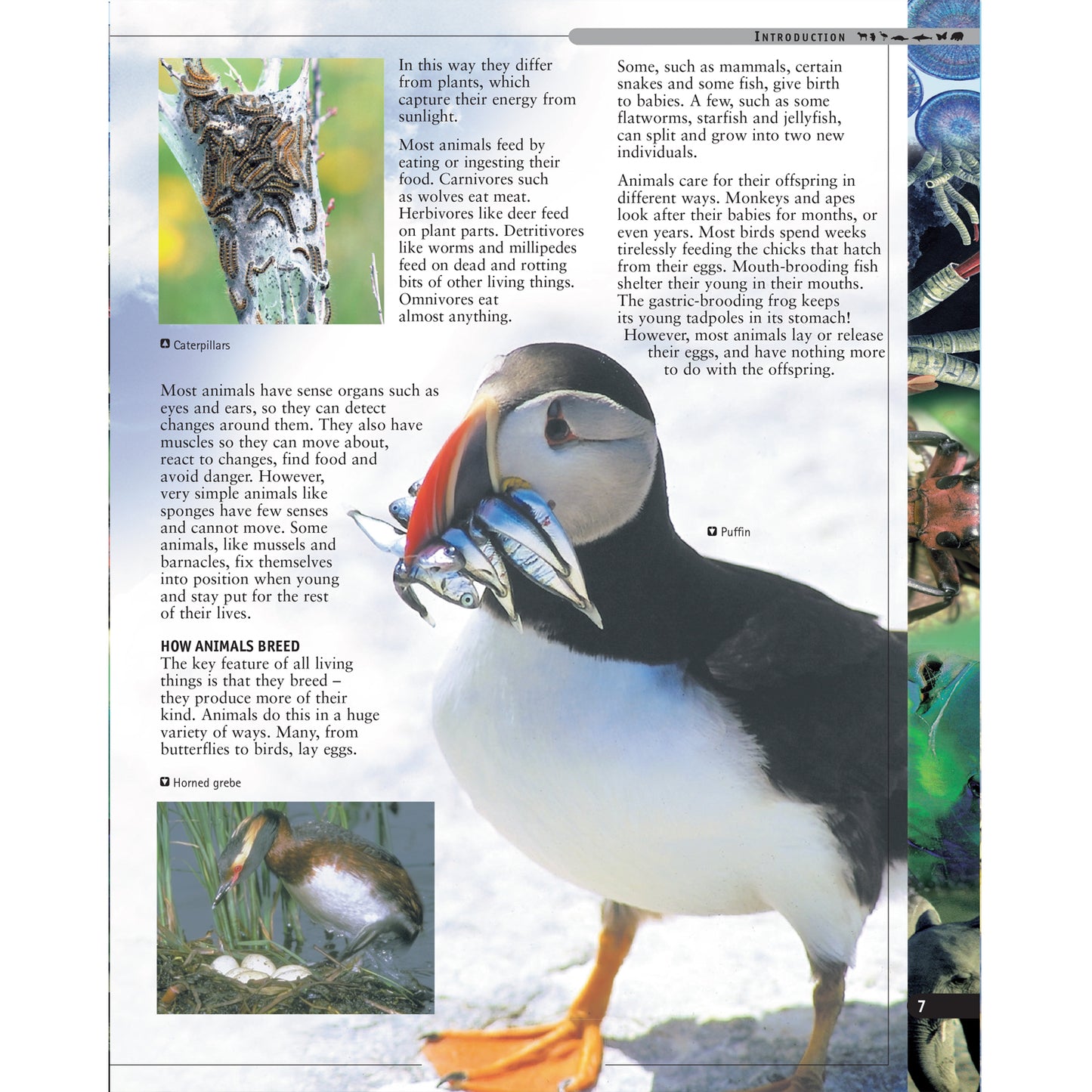 Fascinating Facts: Animals Reference Book Parragon