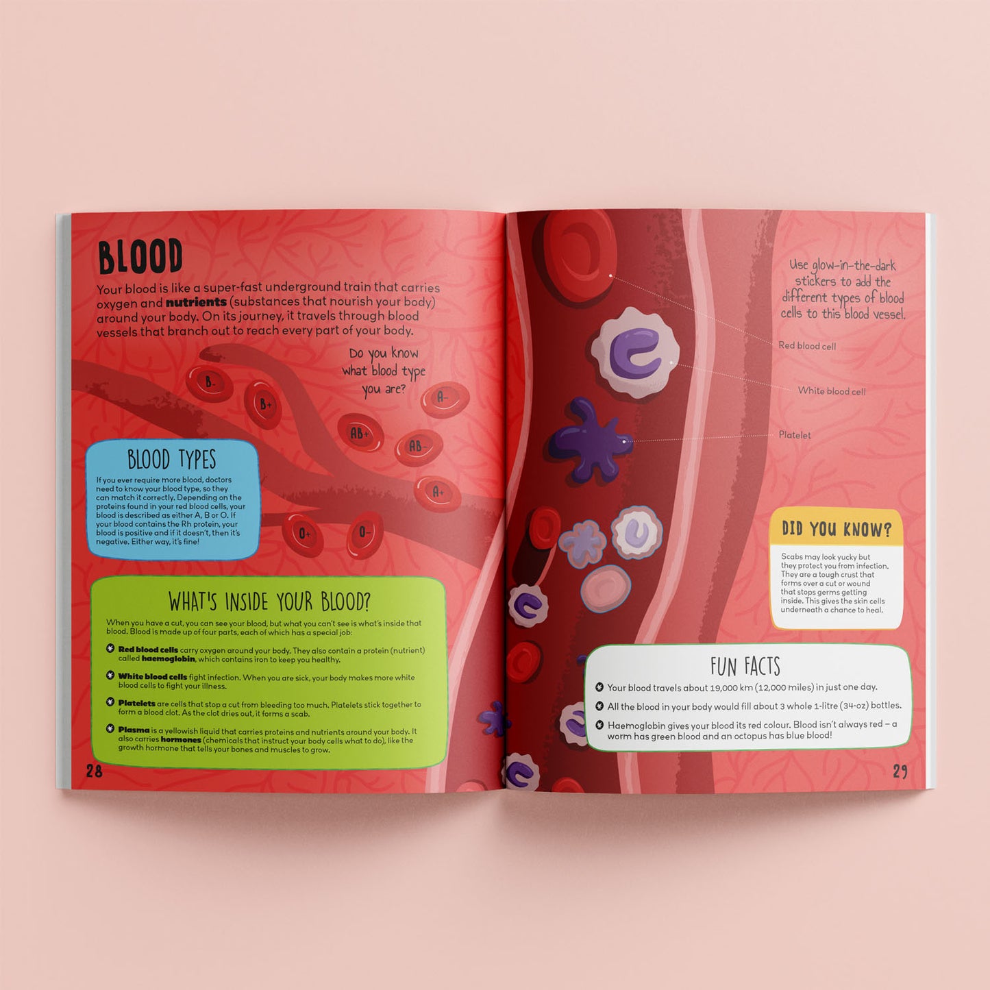 Know and Glow Human Body Sticker Activities| Sticker Activity Book | Glow Sticker Book | Fun Facts and Stickers | Activity Book | 6-8 Years