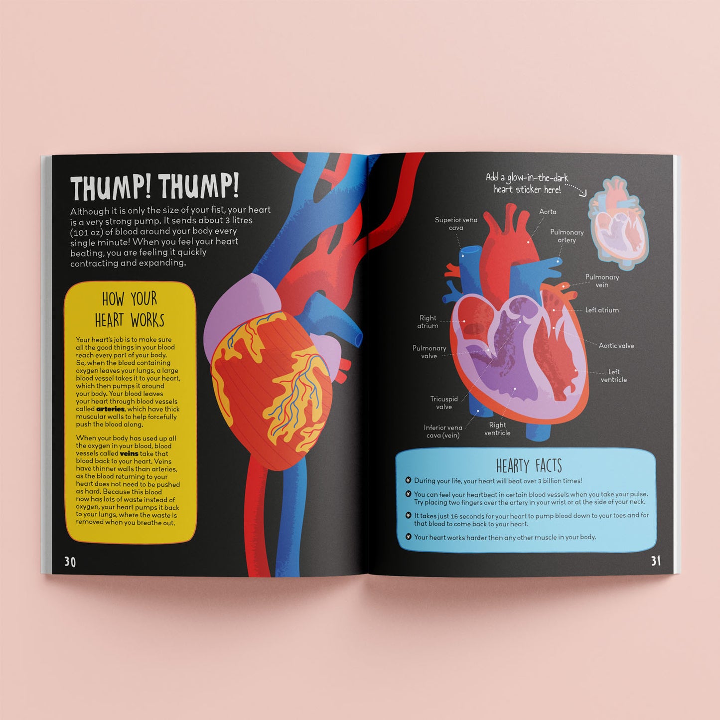 Know and Glow Human Body Sticker Activities| Sticker Activity Book | Glow Sticker Book | Fun Facts and Stickers | Activity Book | 6-8 Years