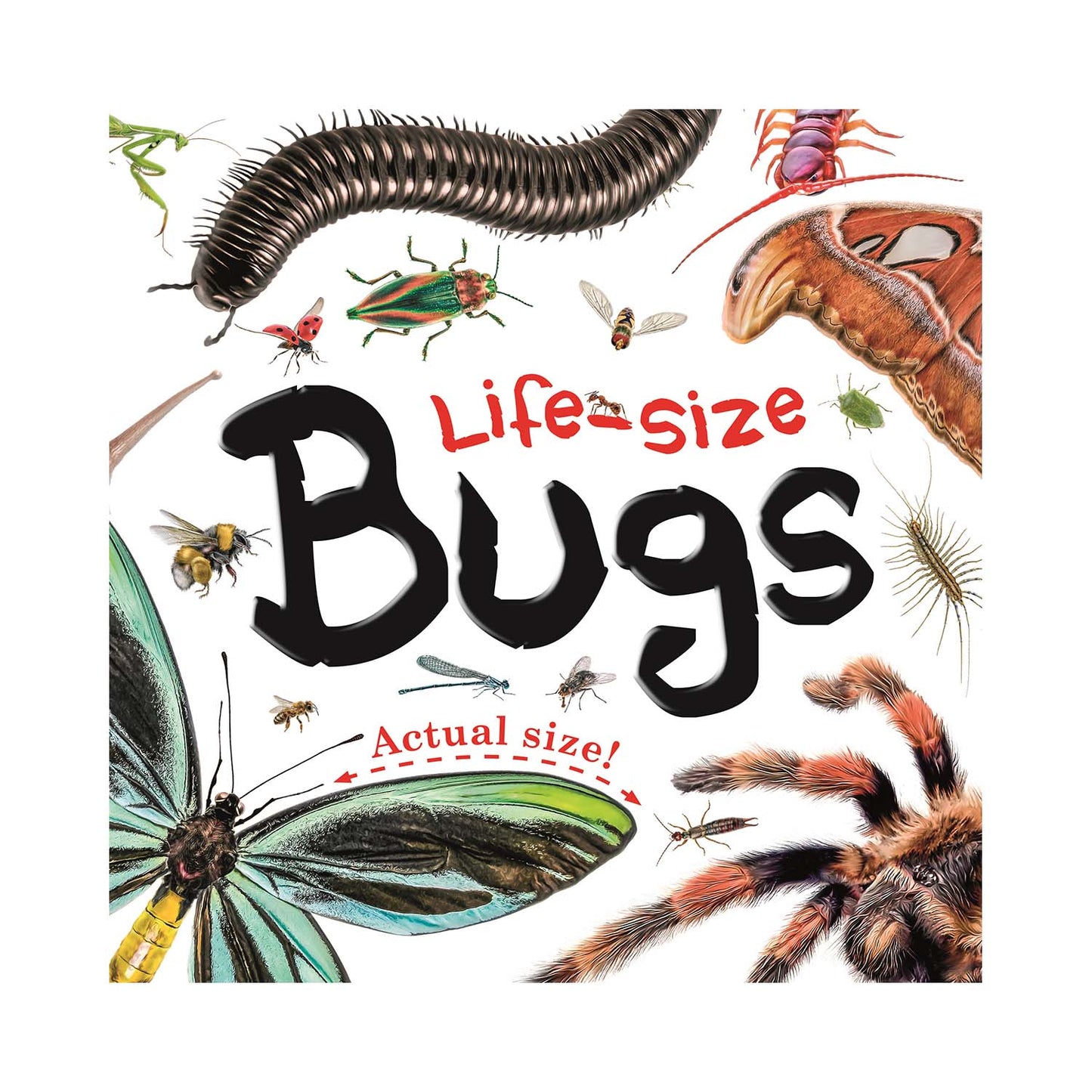 Life-Size Bugs