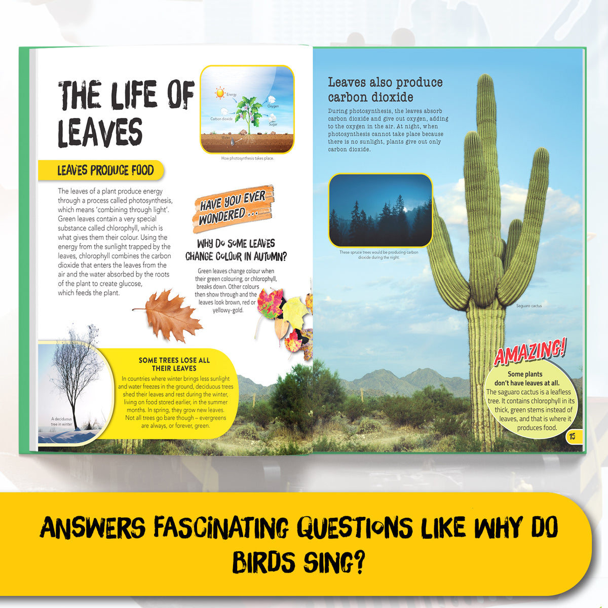 Juniorpedia: Our Environment A Fun Guide to Nature, Ecology, and Sustainability Ages 8 to 12